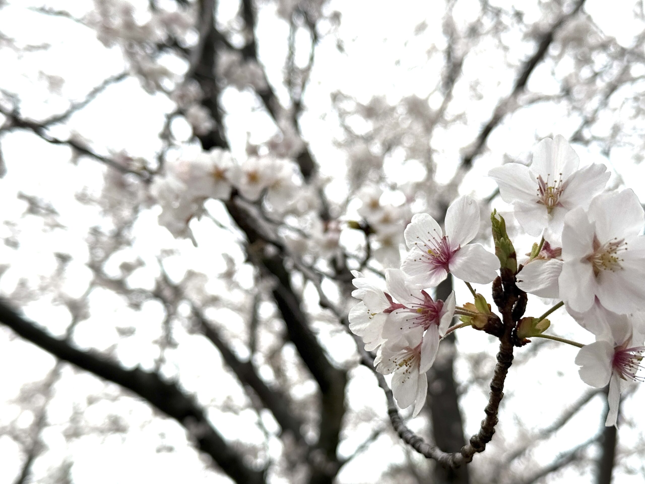 お花見♪